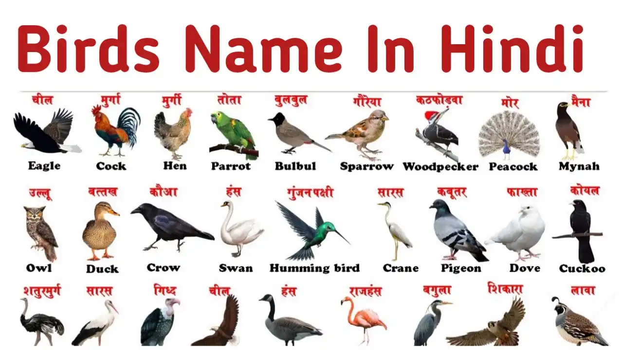 Birds Name In Hindi and English